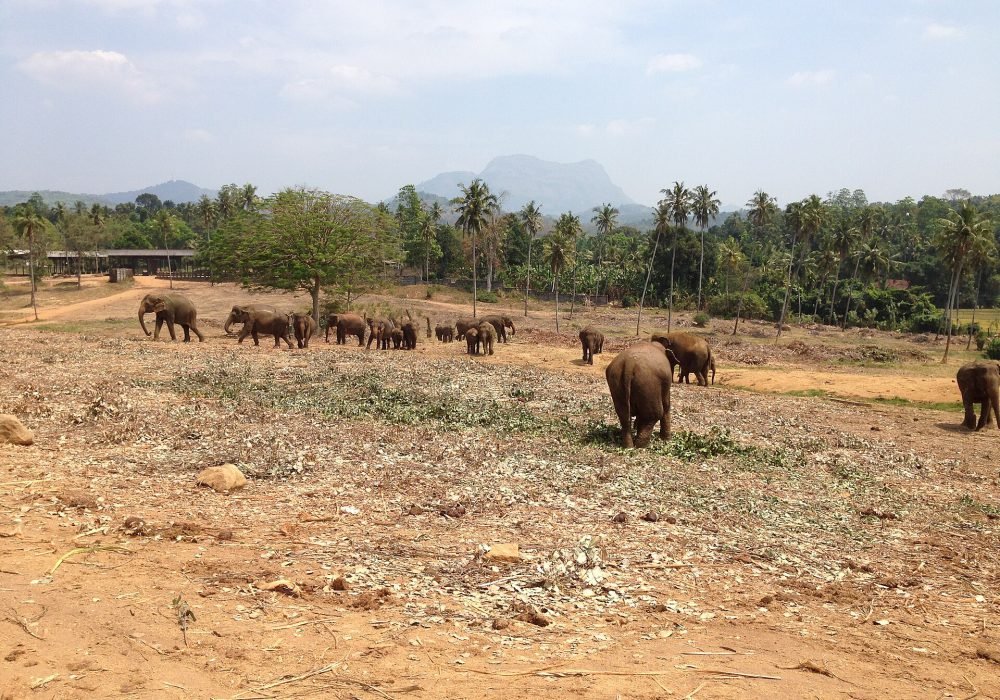 Elephant Experiences