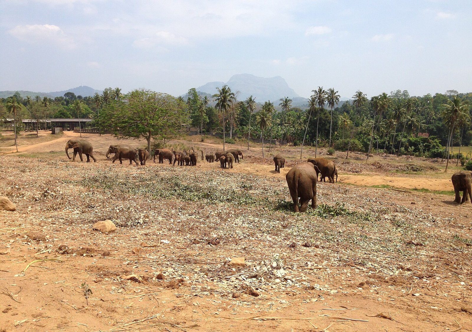 Elephant Experiences