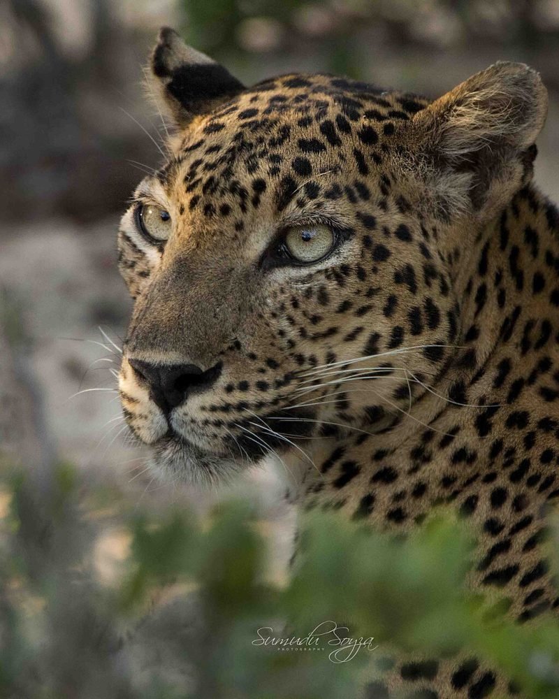 Yala Leopard Safari Extended