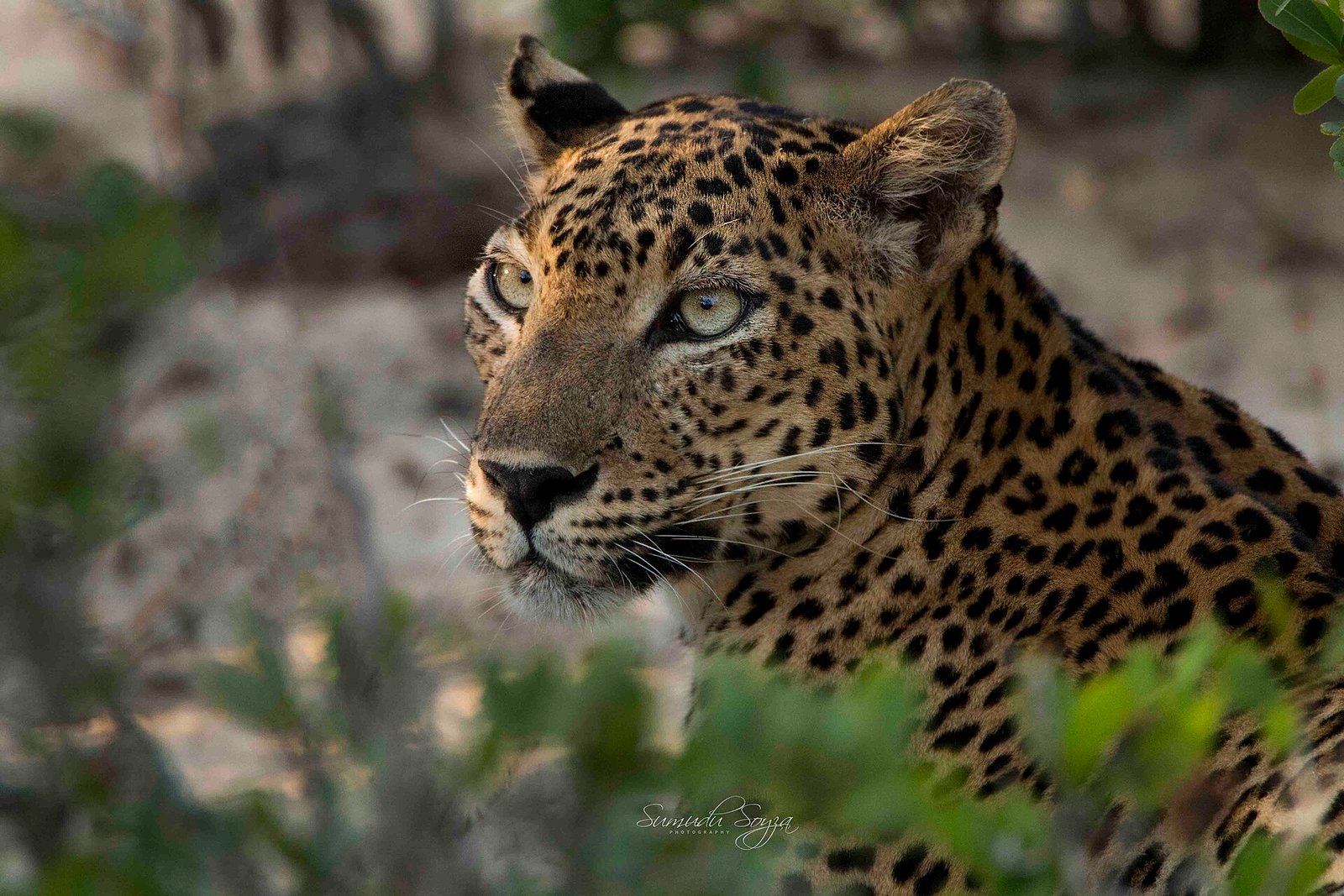 Yala Leopard Safari Extended