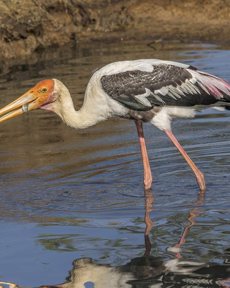 Sri Lanka Wildlife Photography Safari