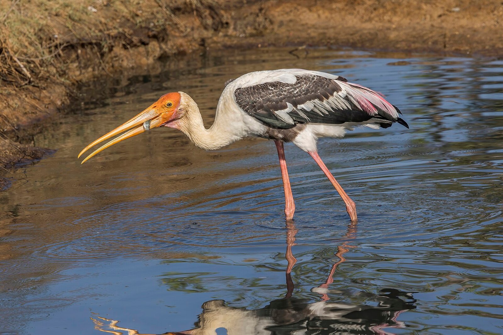 Sri Lanka Wildlife Photography Safari