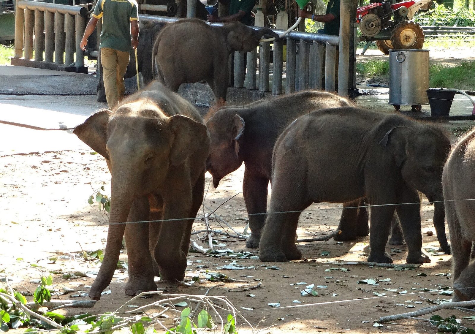 Wilpattu & Udawalawe Explorer