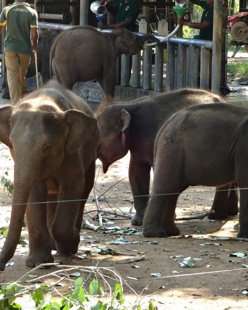 Wilpattu & Udawalawe Explorer