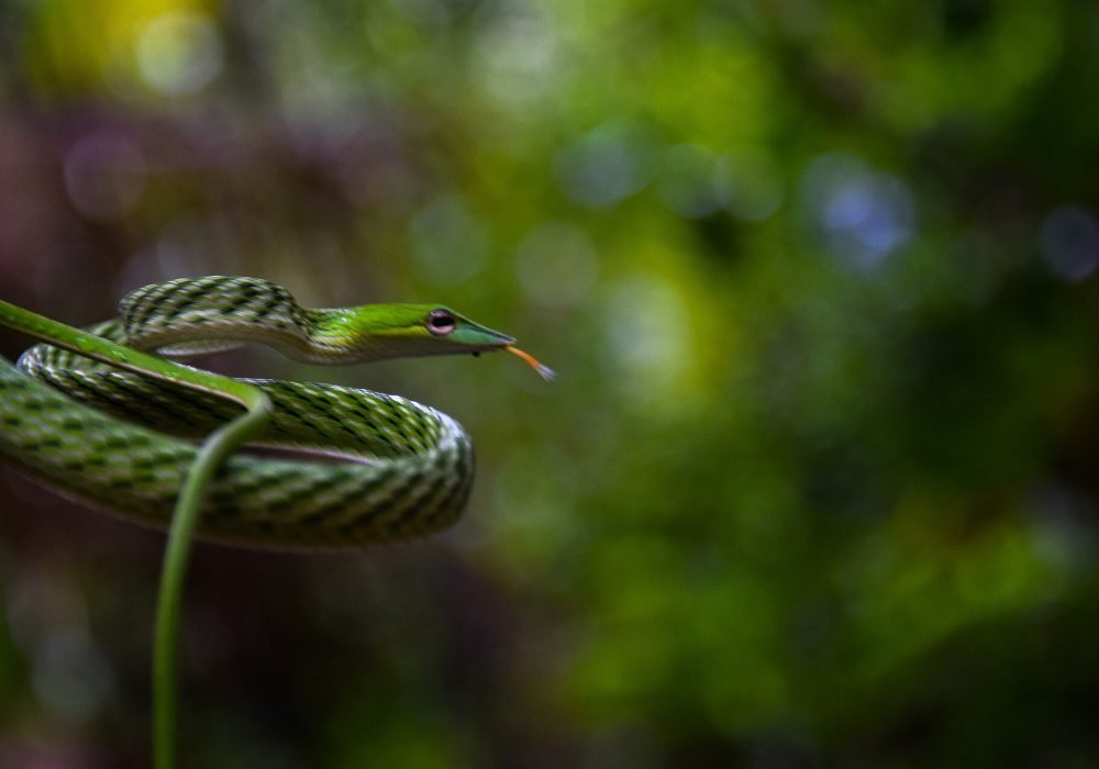 Rainforest
