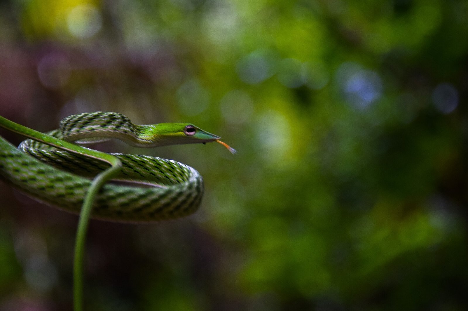 Rainforest
