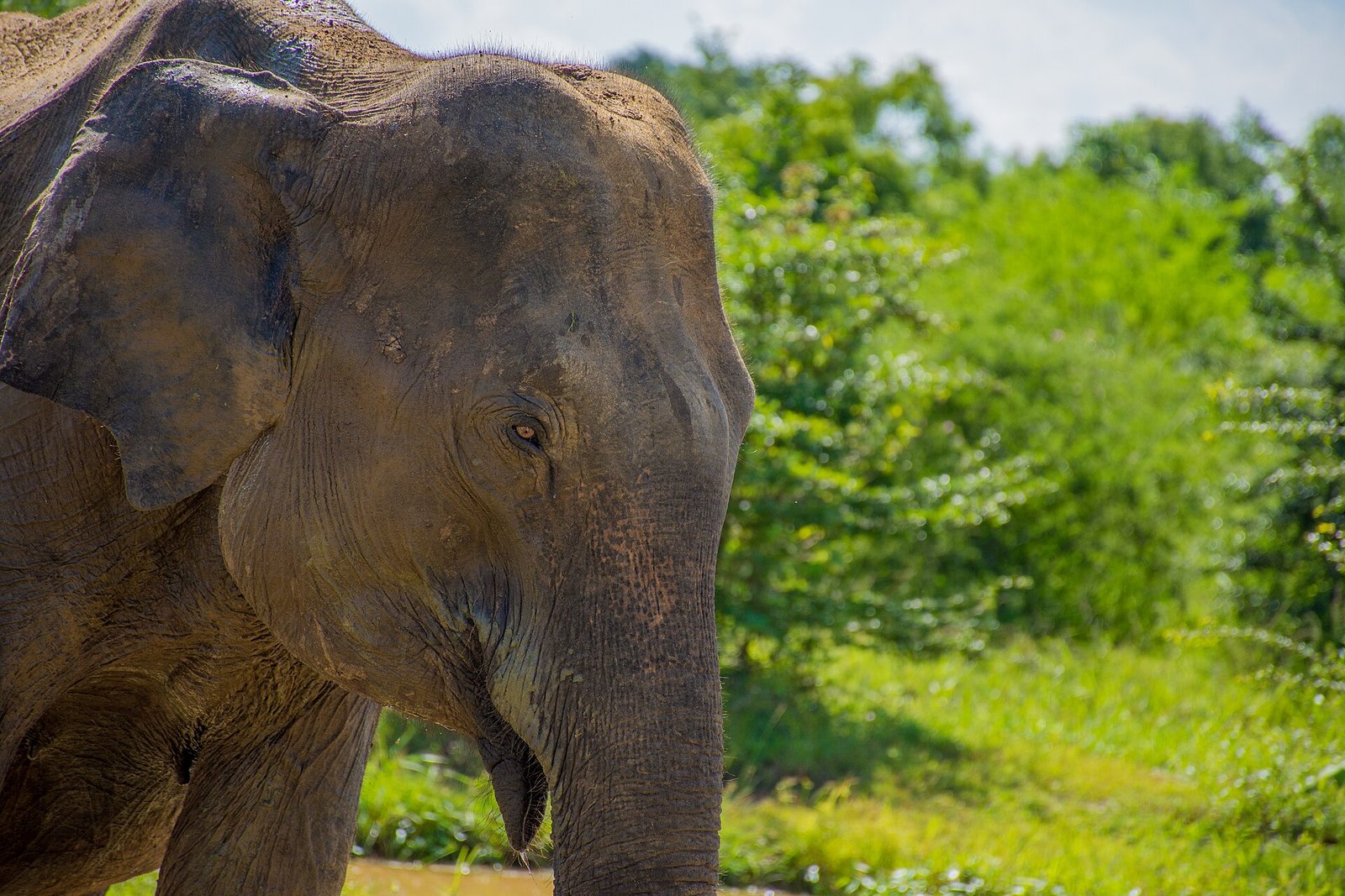 Udawalawe