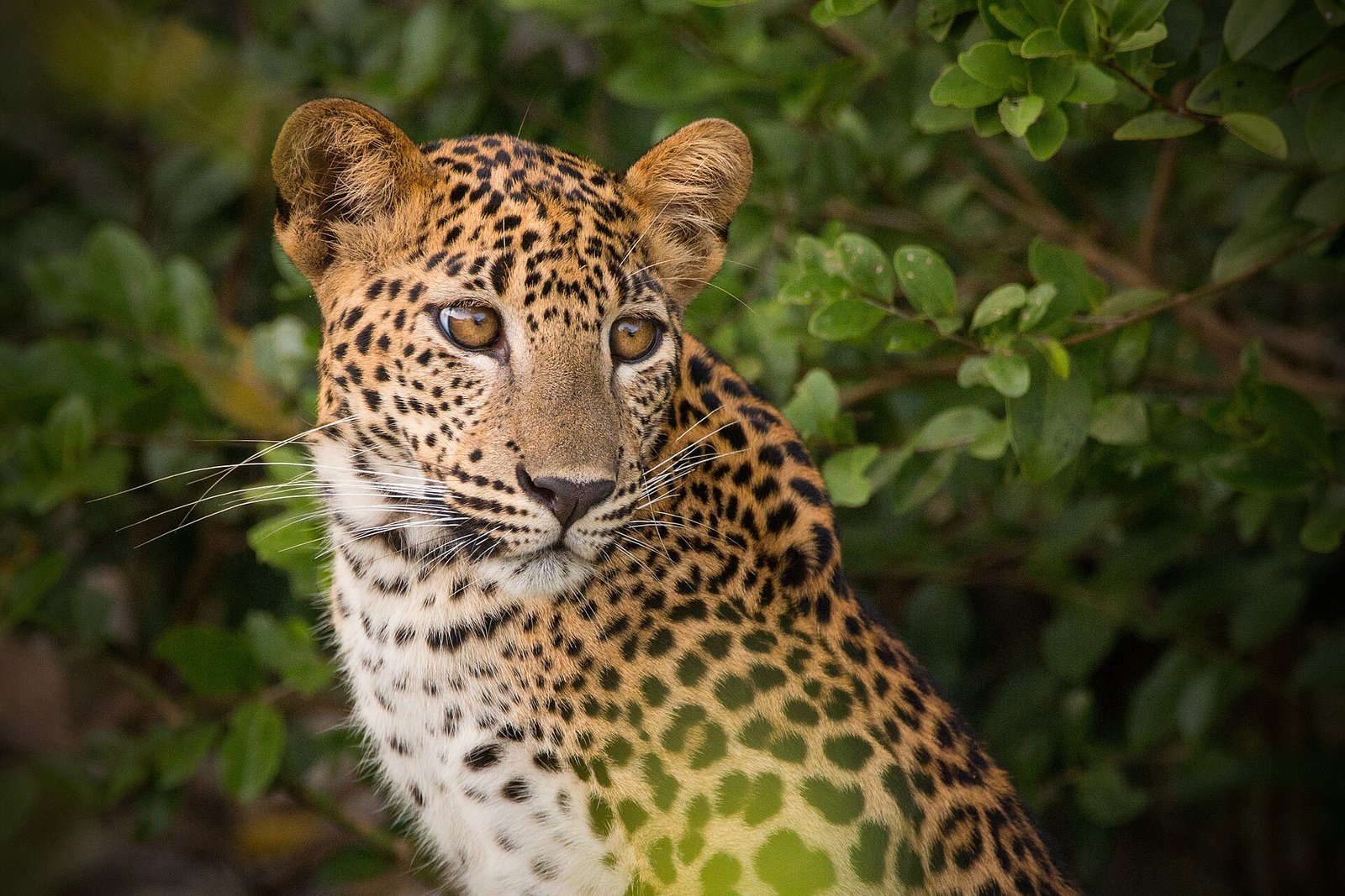 Wilpattu